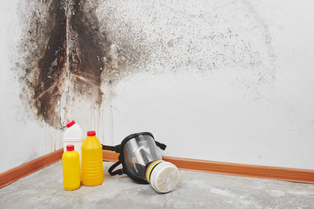 Best Mold removal after water damage  in Las Campanas, NM